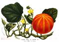 Cucumis melo var. dudaim